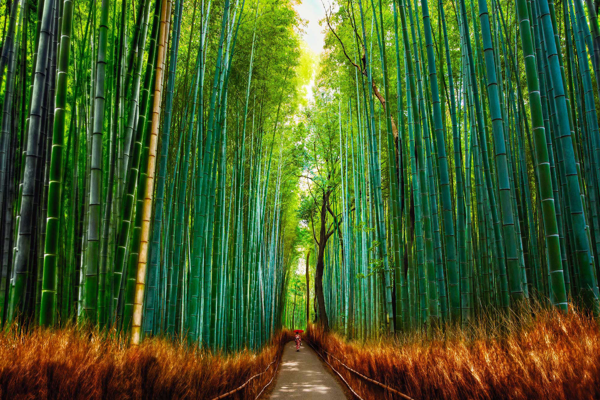 Allan Chan Bamboo Forest Blinq Art