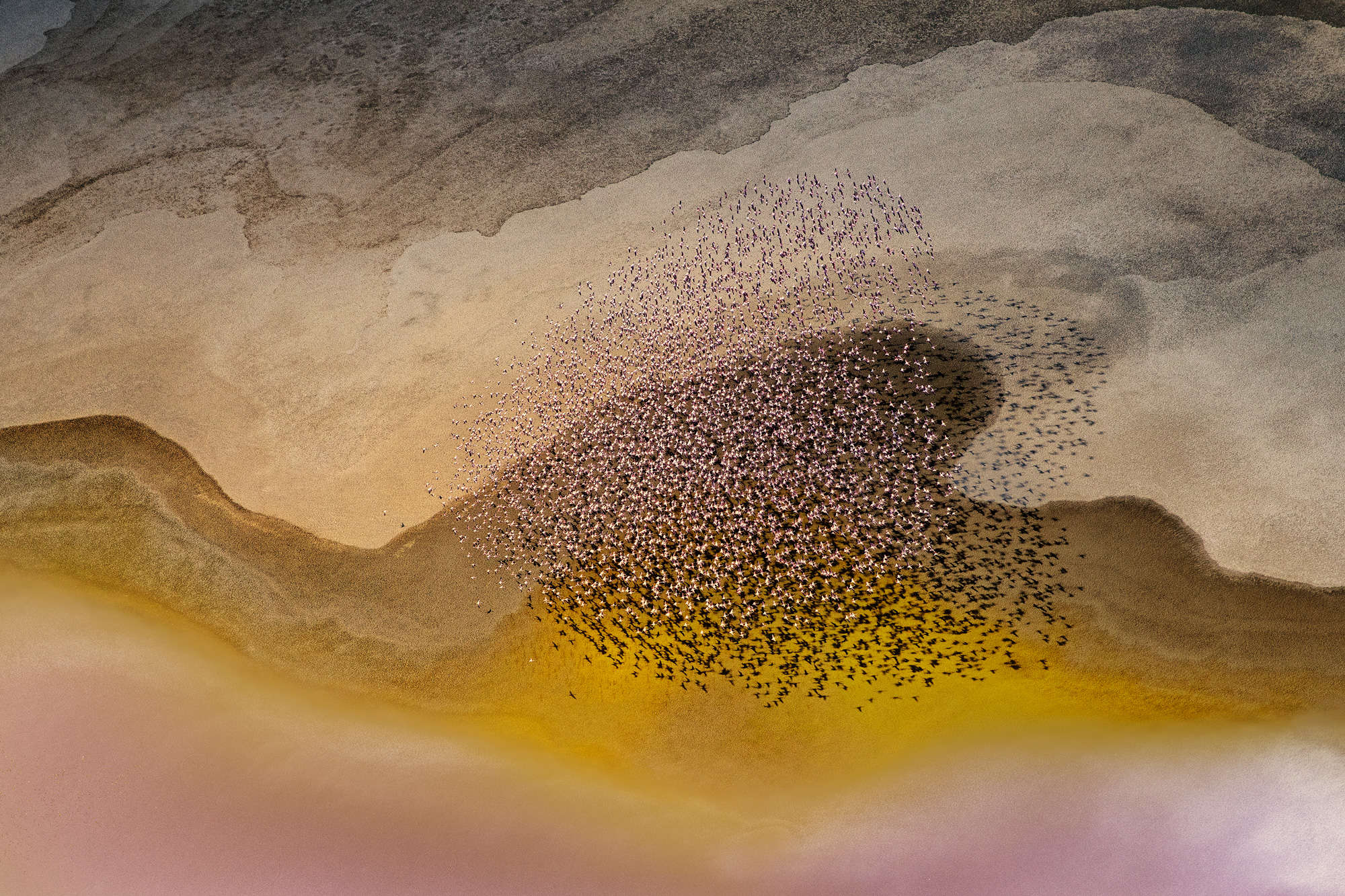 Phillip Chang - Flamingos in Kenya