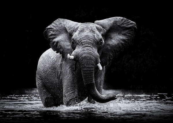 Gorazd Golob - Swaying Elephant | blinq.art